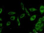 G3BP1 Antibody in Immunocytochemistry (ICC/IF)