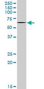 ABI2 Antibody in Western Blot (WB)