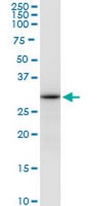 ALYREF Antibody in Western Blot (WB)