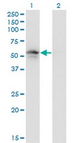 PLIN3 Antibody in Western Blot (WB)