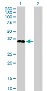 SPRY1 Antibody in Western Blot (WB)