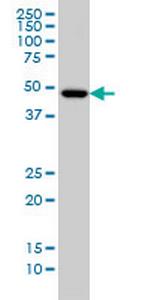 IRX5 Antibody in Western Blot (WB)