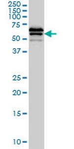 LILRB2 Antibody in Western Blot (WB)