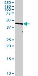 IRF9 Antibody in Western Blot (WB)