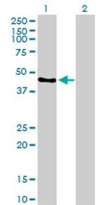 IRF9 Antibody in Western Blot (WB)