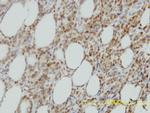 ISGF3G Antibody in Immunohistochemistry (Paraffin) (IHC (P))