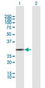 BPNT1 Antibody in Western Blot (WB)