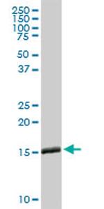 IFITM3 Antibody in Western Blot (WB)