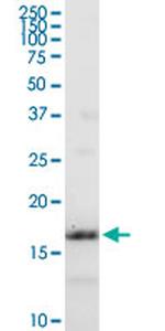 IFITM3 Antibody in Western Blot (WB)