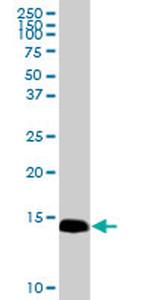 IFITM3 Antibody in Western Blot (WB)