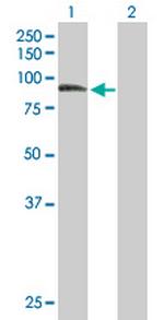 ZER1 Antibody in Western Blot (WB)