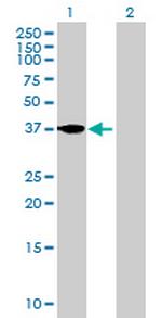 FST Antibody in Western Blot (WB)