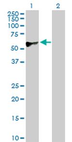 CREB3 Antibody in Western Blot (WB)