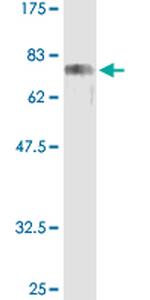 CREB3 Antibody in Western Blot (WB)