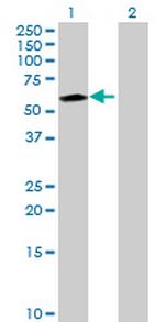 SYNCRIP Antibody in Western Blot (WB)