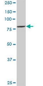 ATG7 Antibody in Western Blot (WB)