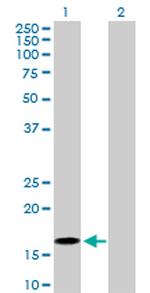 BATF Antibody in Western Blot (WB)