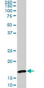 BATF Antibody in Western Blot (WB)