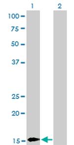 BATF Antibody in Western Blot (WB)