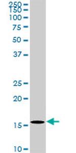 BATF Antibody in Western Blot (WB)