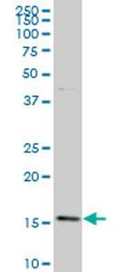 BATF Antibody in Western Blot (WB)