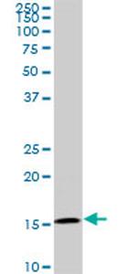 BATF Antibody in Western Blot (WB)