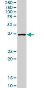 GLRX3 Antibody in Western Blot (WB)