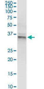 GLRX3 Antibody in Western Blot (WB)