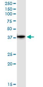 GLRX3 Antibody in Western Blot (WB)