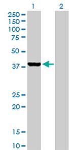 GLRX3 Antibody in Western Blot (WB)