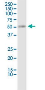 SLC19A2 Antibody in Western Blot (WB)