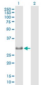 MXD4 Antibody in Western Blot (WB)