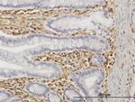 TRIM16 Antibody in Immunohistochemistry (Paraffin) (IHC (P))