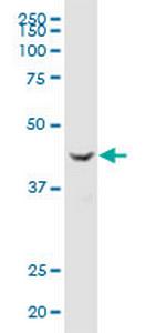 TUSC4 Antibody in Western Blot (WB)