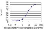 LBX1 Antibody in ELISA (ELISA)