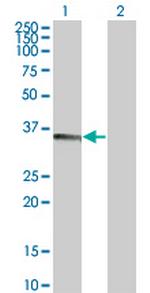 TNFSF13B Antibody in Western Blot (WB)