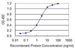 TBR1 Antibody in ELISA (ELISA)