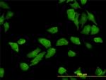 TRAF3IP2 Antibody in Immunocytochemistry (ICC/IF)