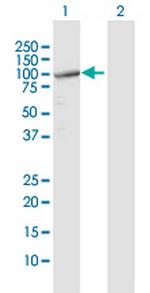 TUBGCP2 Antibody in Western Blot (WB)