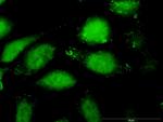 CCL27 Antibody in Immunocytochemistry (ICC/IF)