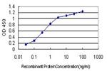 CYP46A1 Antibody in ELISA (ELISA)