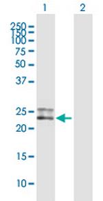 CD300C Antibody in Western Blot (WB)
