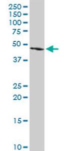 FGL2 Antibody in Western Blot (WB)