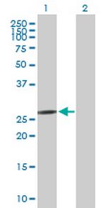 C1QL1 Antibody in Western Blot (WB)