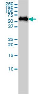 SF3A3 Antibody in Western Blot (WB)