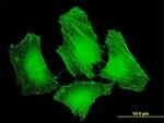 PLEKHC1 Antibody in Immunocytochemistry (ICC/IF)