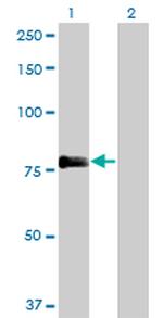 PLEKHC1 Antibody in Western Blot (WB)