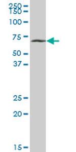 SLC38A3 Antibody in Western Blot (WB)