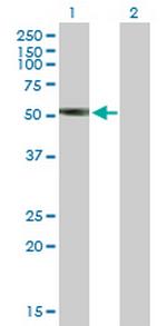 LILRA3 Antibody in Western Blot (WB)