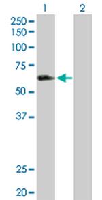 LILRA3 Antibody in Western Blot (WB)